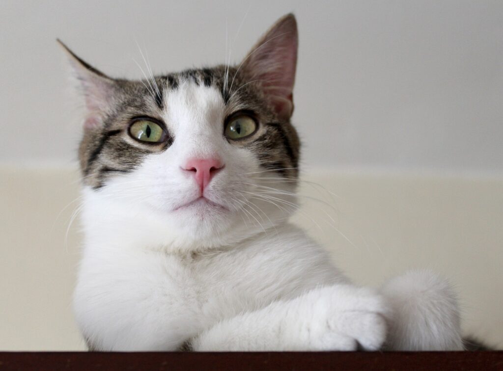 cat 5077557 1280