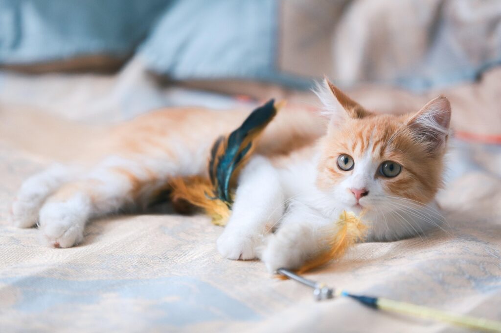 cat 5830643 1280
