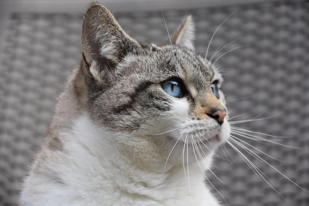 cat 8451431 1280