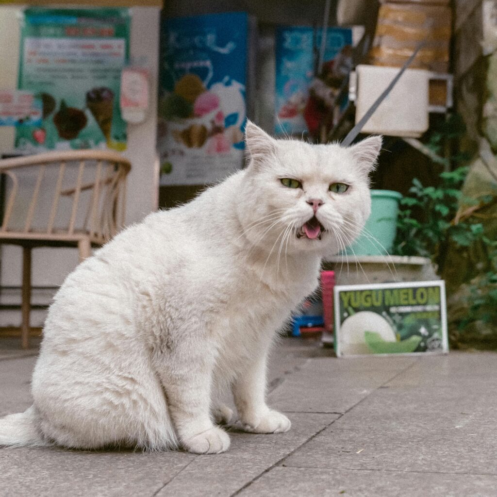 A white cat sitting outdoors with its mouth open, showcasing personality in an urban area.