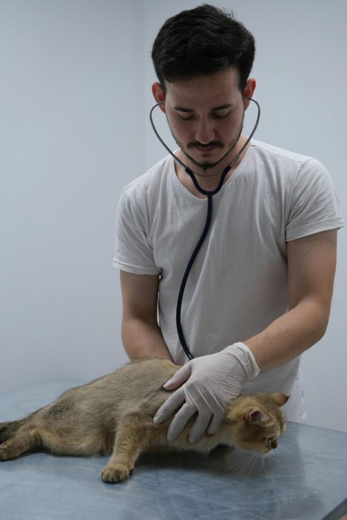 Veterinarian using stethoscope to examine cat in a clinic setting.