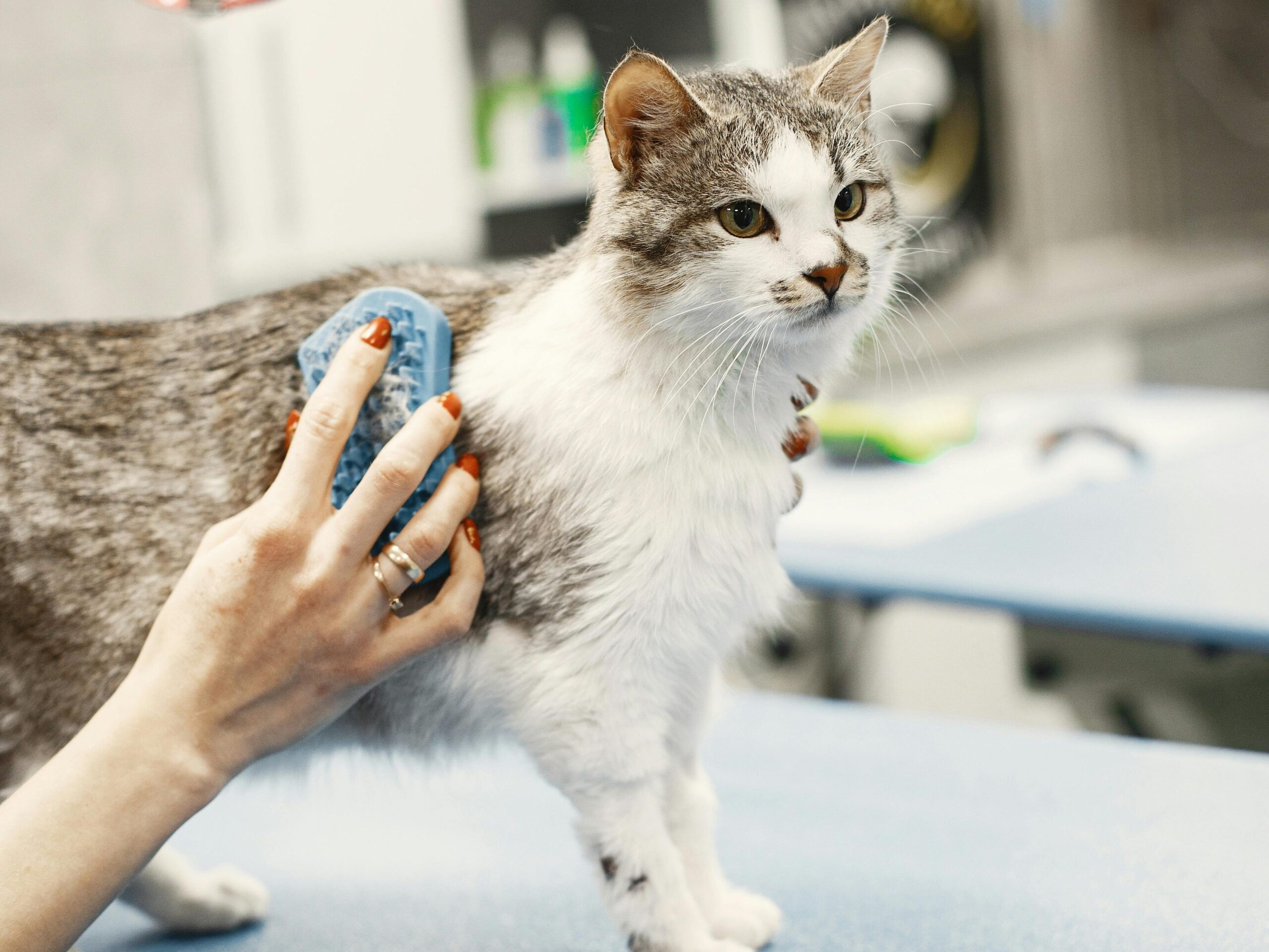 A cat being groomed with a brush at a veterinary clinic, showcasing pet care.