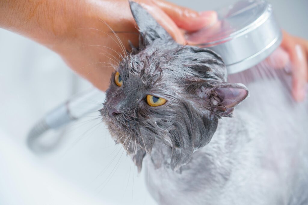 A wet gray cat being washed with a shower sprayer by a person's hand.